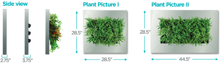 Diagram of plant pictures
