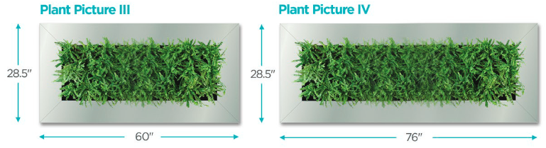 Diagram of plant pictures