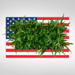 Sample living plant picture in a custom American flag frame