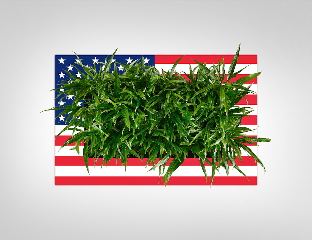 Sample living plant picture in a custom American flag frame