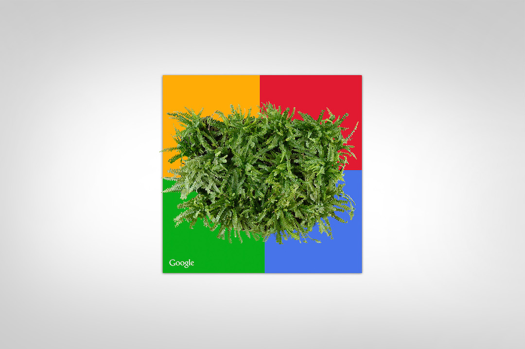 Sample living plant picture in a custom Google frame