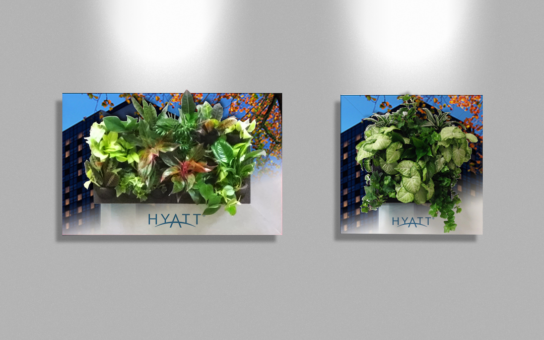 Sample living plant pictures in custom Hyatt frames