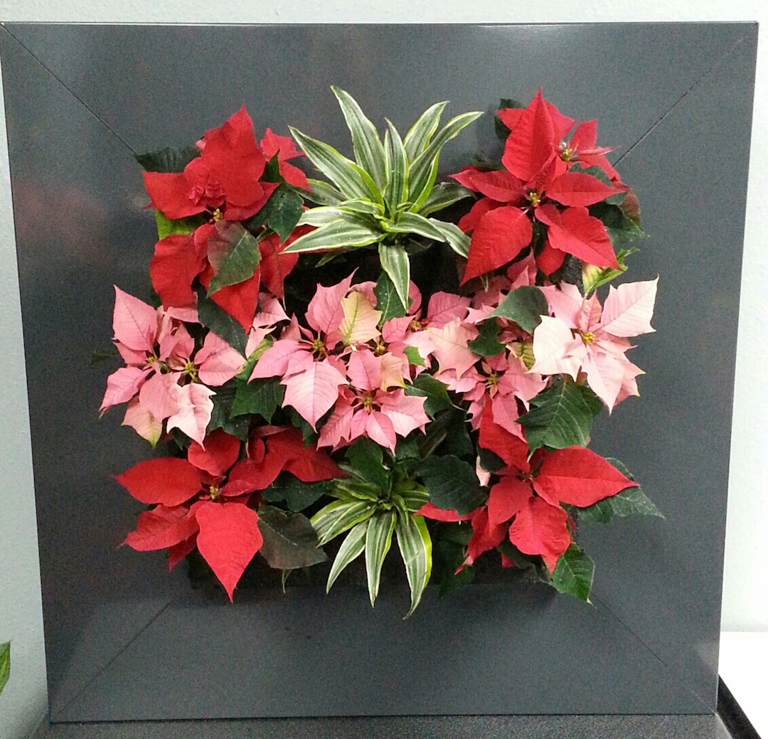 Living plant picture with red and pink poinsettia plants