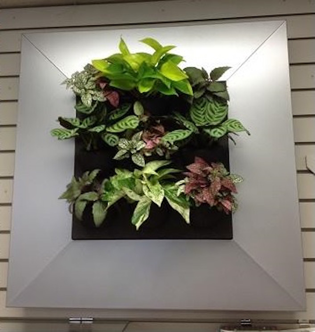Living plant picture with live green plants in a silver frame