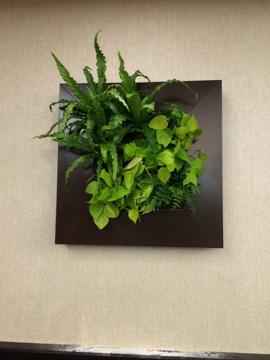 Living plant picture with live green plants