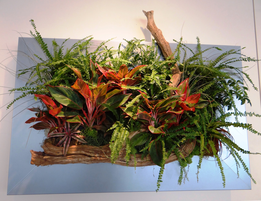 Living plant picture with live green plants and driftwood