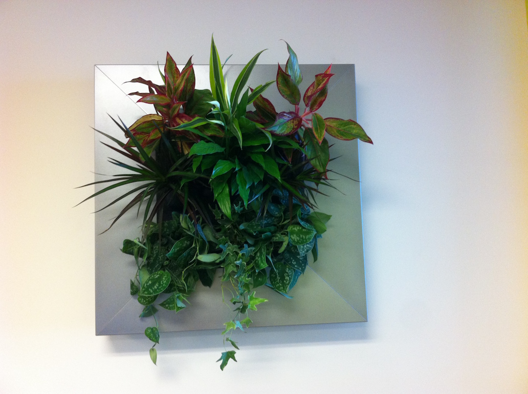 Living plant picture with live green plants in a silver frame