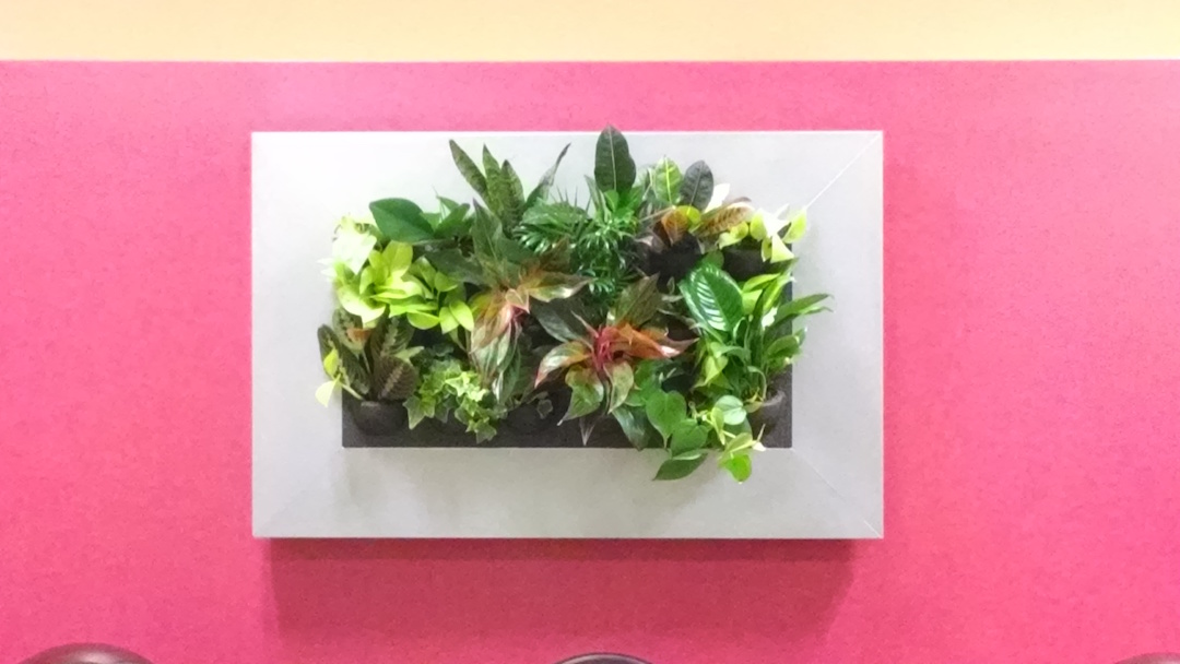 Living picture wall with live plants