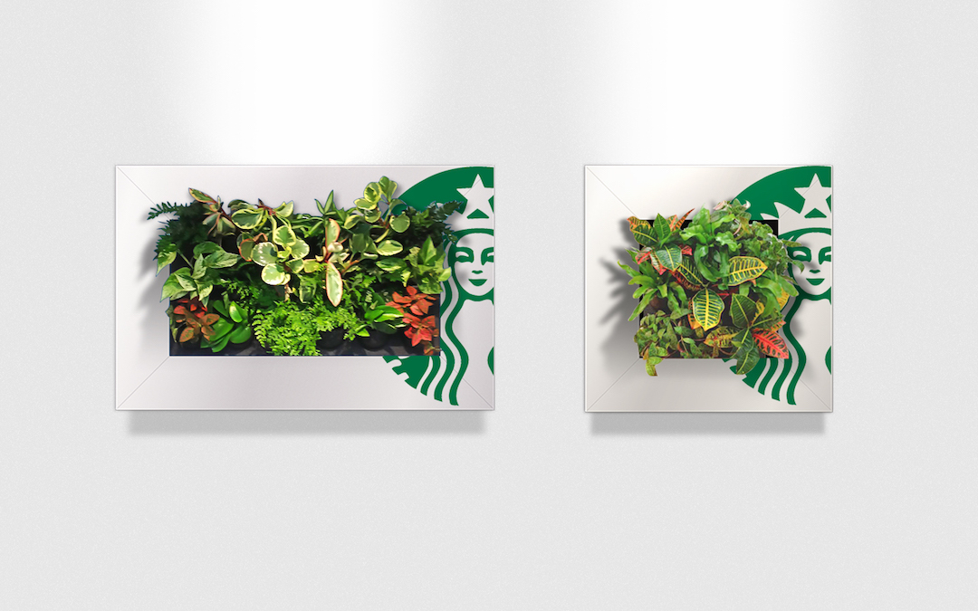 Living plant pictures with live plants in custom Starbucks frames installed in a Starbucks location