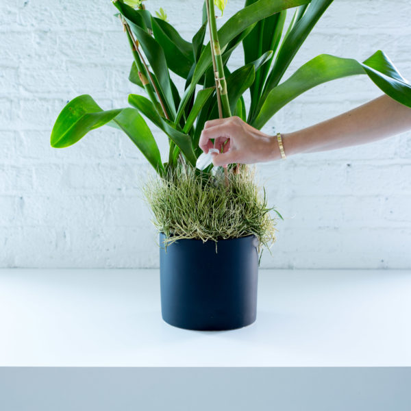 Person adding flower care drops to a green potted plant