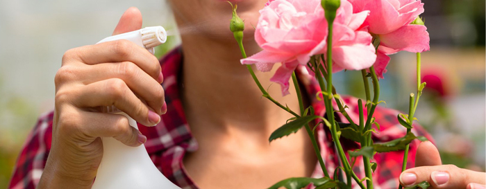Woman spraying pink flowers with a spray bottle