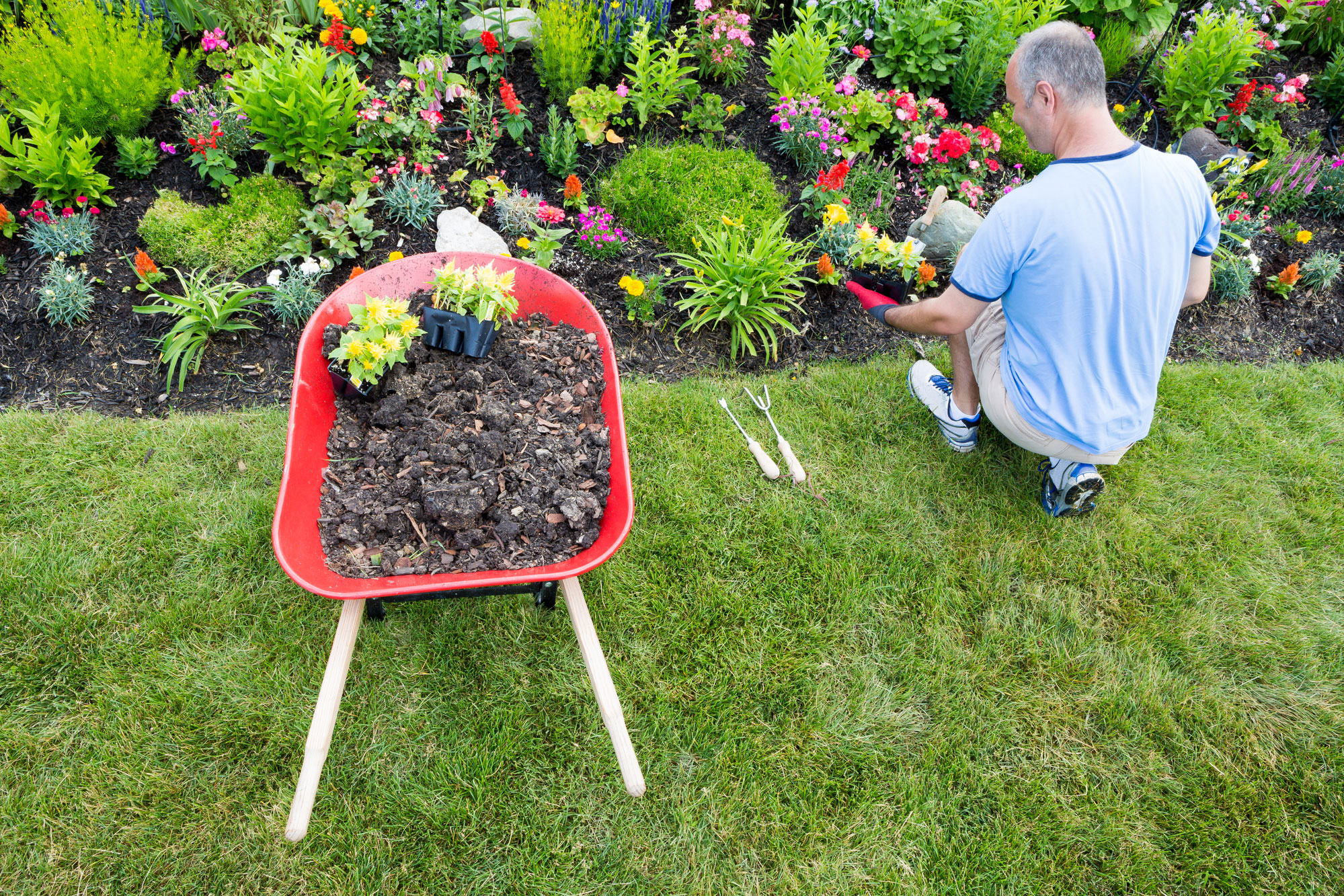 Man kneeling before a garden beside a wheelbarrow, planting flowers