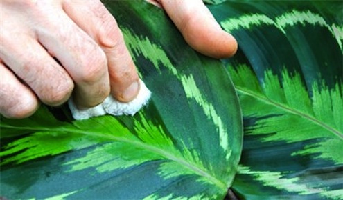 Person wiping down a plant leaf