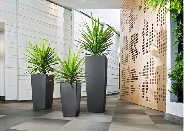 Modern indoor plants and planters installed in a commercial space
