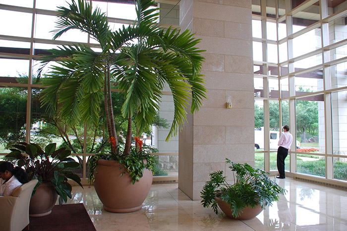 Large palm plants at an indoor office