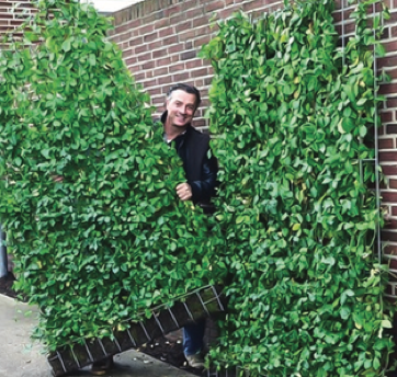 Man peeking out from behind a living wall installed by Beneva Plantscapes
