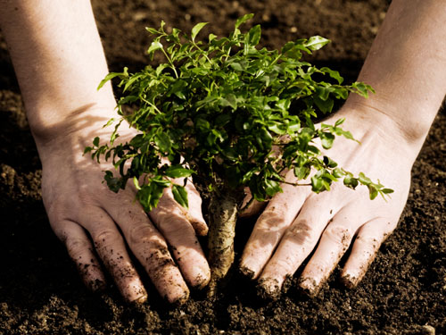 Closeup of person planting a small tree in the dirt