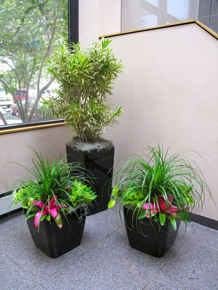 Potted plants inside a residential space, by Beneva Plantscapes Sarasota FL