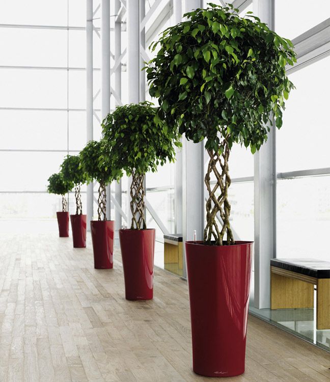 Plants in tall red pots installed in a commercial space