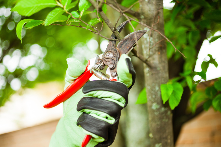 Closeup of person trimming a tree