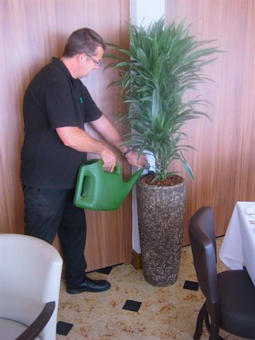Man watering a plant