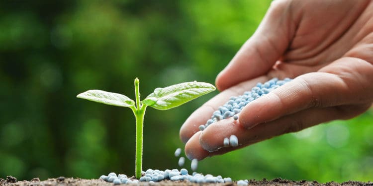 The Importance of Fertilization - Beneva Plantscapes